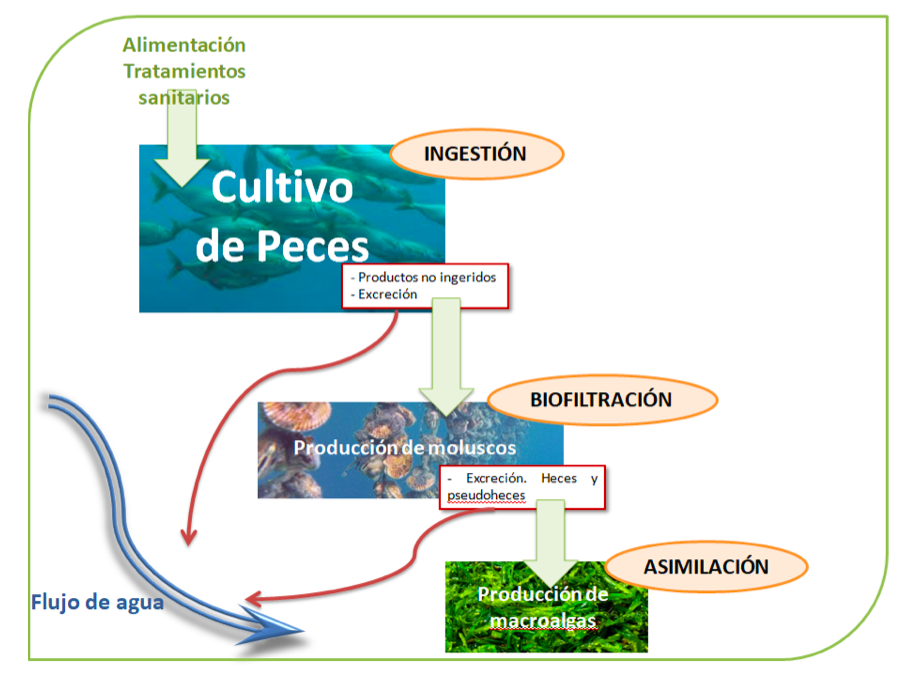 imagen del proceso de cultivo de peces explicado de manera esquemática para el sistema multitrófico