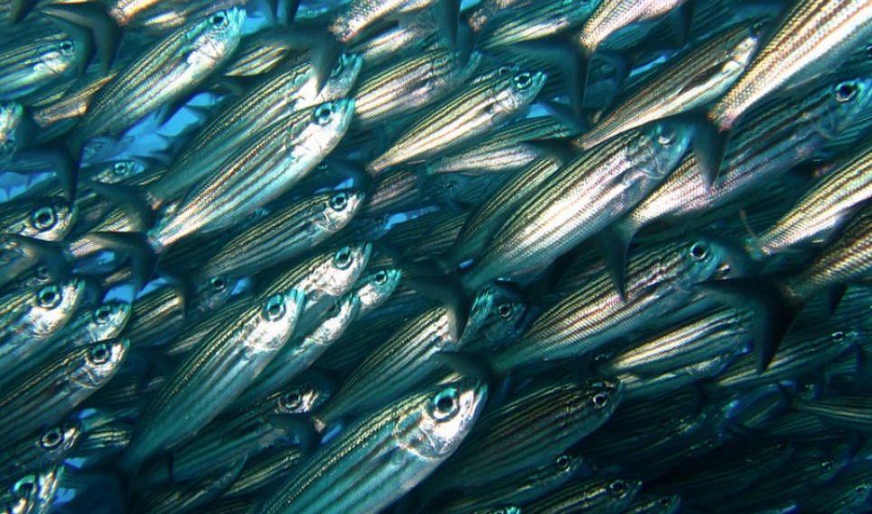 Pelletización versus extrusión