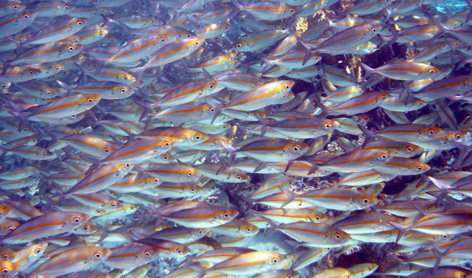 sistemas de filtrado