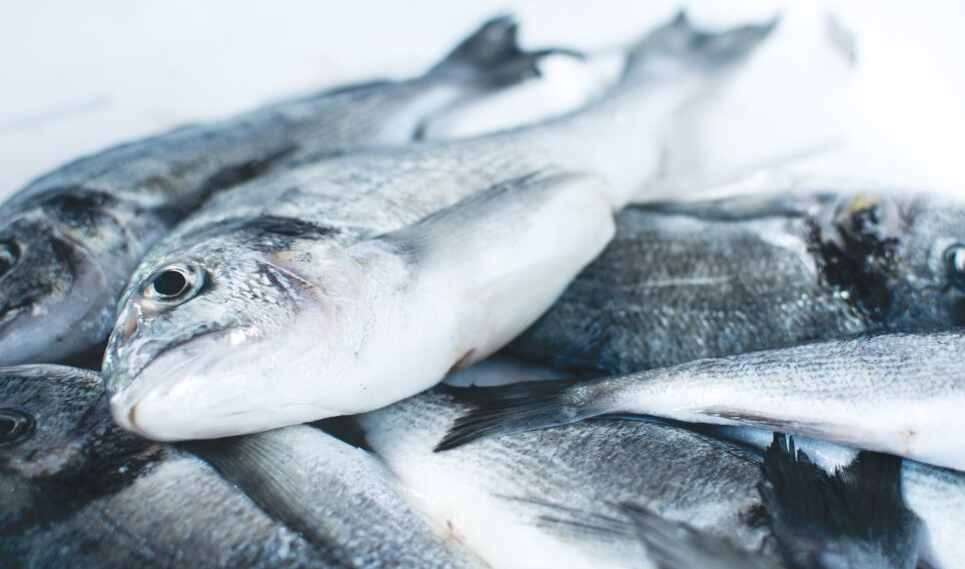 sistemas multitroficos